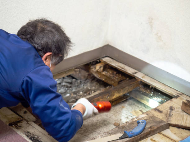 Best Mold Damage Repair  in West Park, CA
