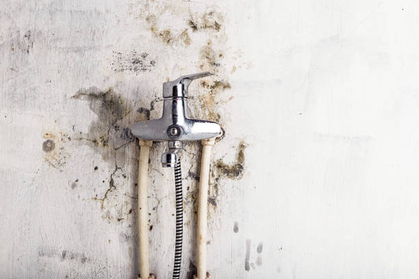 Best Commercial Mold Removal  in West Park, CA
