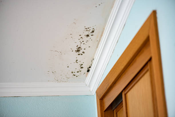 Home Mold Removal in West Park, CA