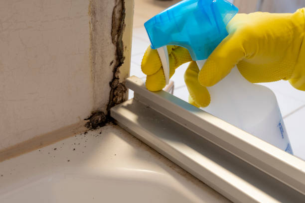 Best Certified Mold Removal  in West Park, CA