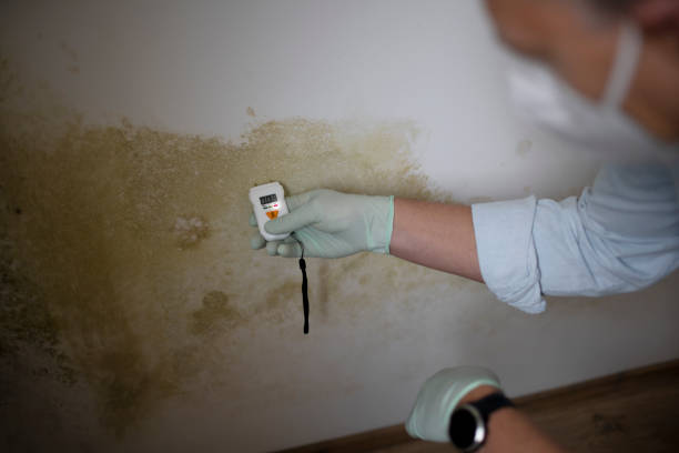 Best Mold Removal Near Me  in West Park, CA