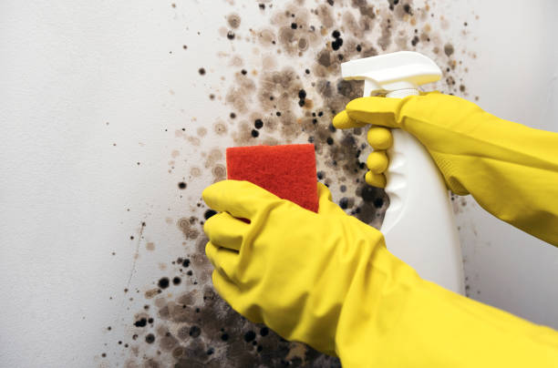 Best Mold Removal Company Near Me  in West Park, CA