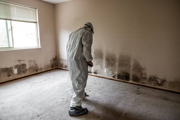 Best Mold Removal Near Me  in West Park, CA