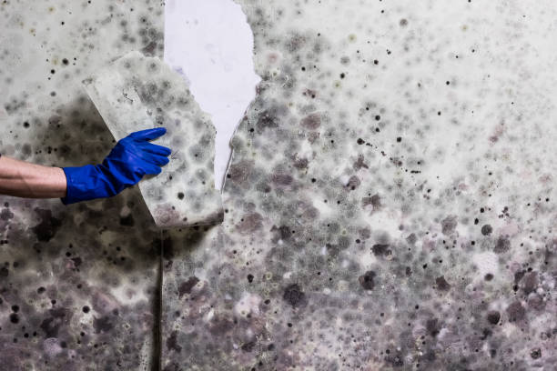 Best Black Mold Removal  in West Park, CA