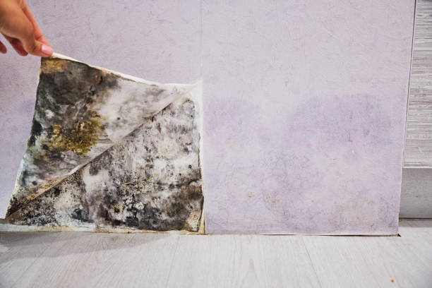 Best Home Mold Removal  in West Park, CA